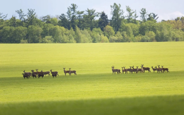 Природный Парк Олений