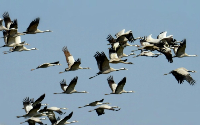 Отель Dera Baghdarrah Nature Retreat Udaipur