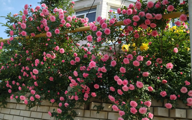 Elena Guest House