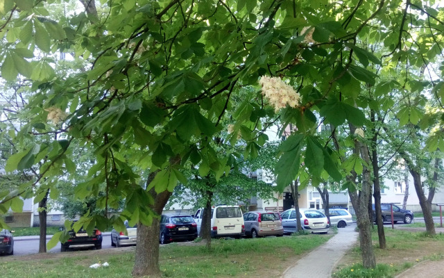 Metro Pushkinskaya Apartments
