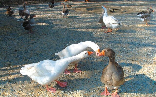 Residence L'Obree - Lagrange Classic