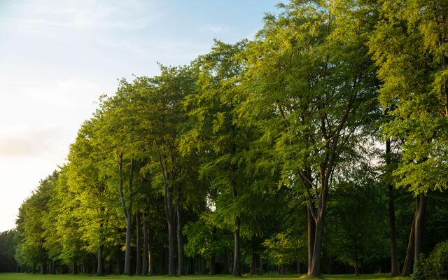 Forest Pines Spa & Golf Resort