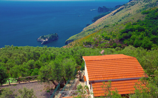 The Lizard - INH 24459