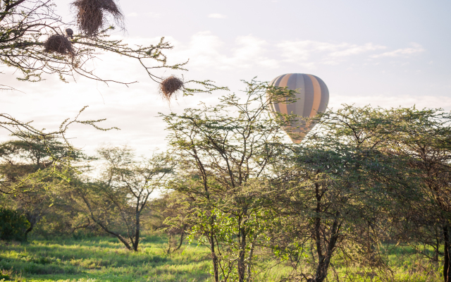 Gnu Ndutu Camp