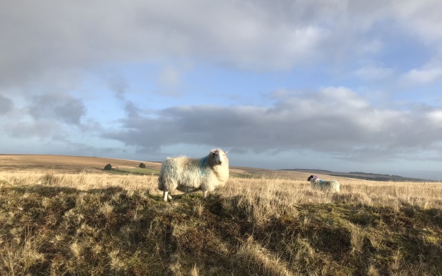 Tŷ Mawr Country Hotel