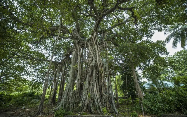 By The Shade