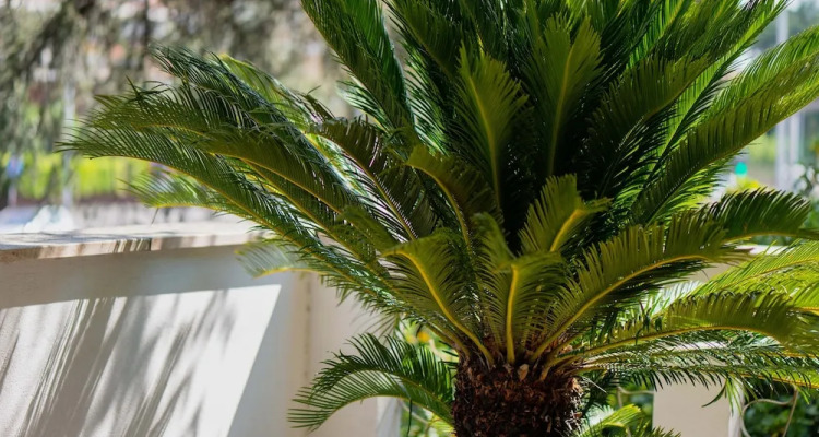 Home Big Crire At '724