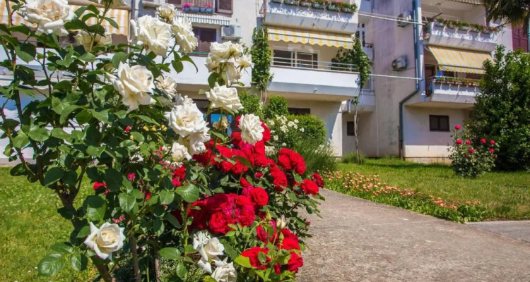 Apartment Tereza