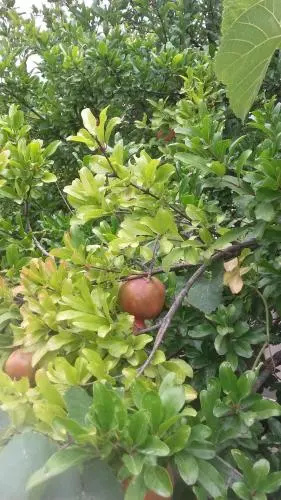 Summer Garden — отзывы гостей и цены