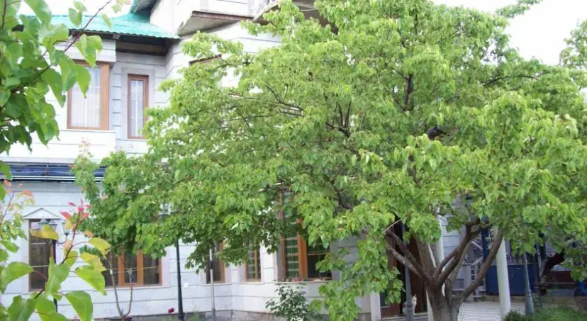 Guest House on ul Davidashen 10 — забронировать отель в Ереван