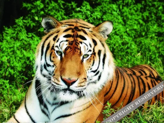 Club Med Yabuli - Hotel in هاربن - Photo 2