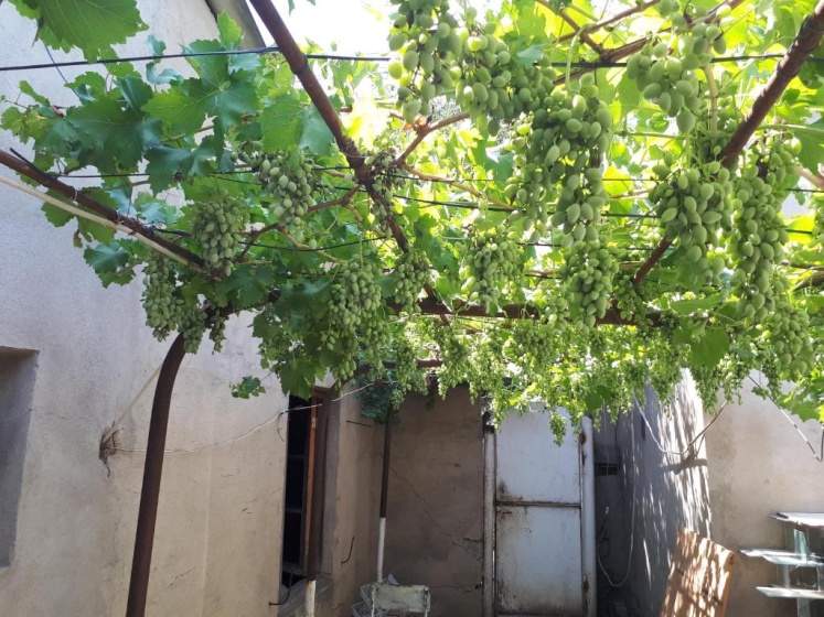 Diaoxi Guest House — комфортный отель в Тбилиси