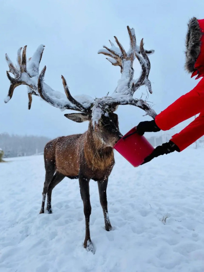 Wildlife Observation