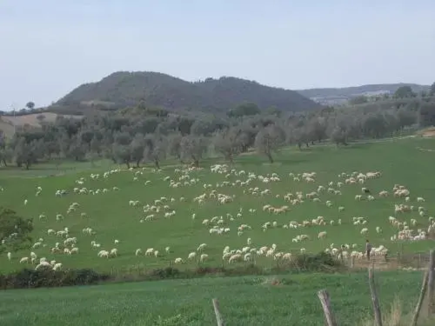 Agriturismo La Valle degli Ulivi