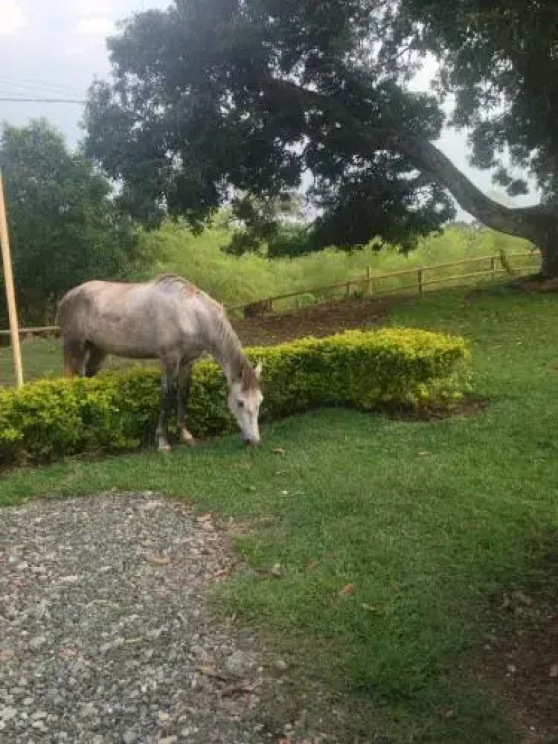 Hacienda El Saman