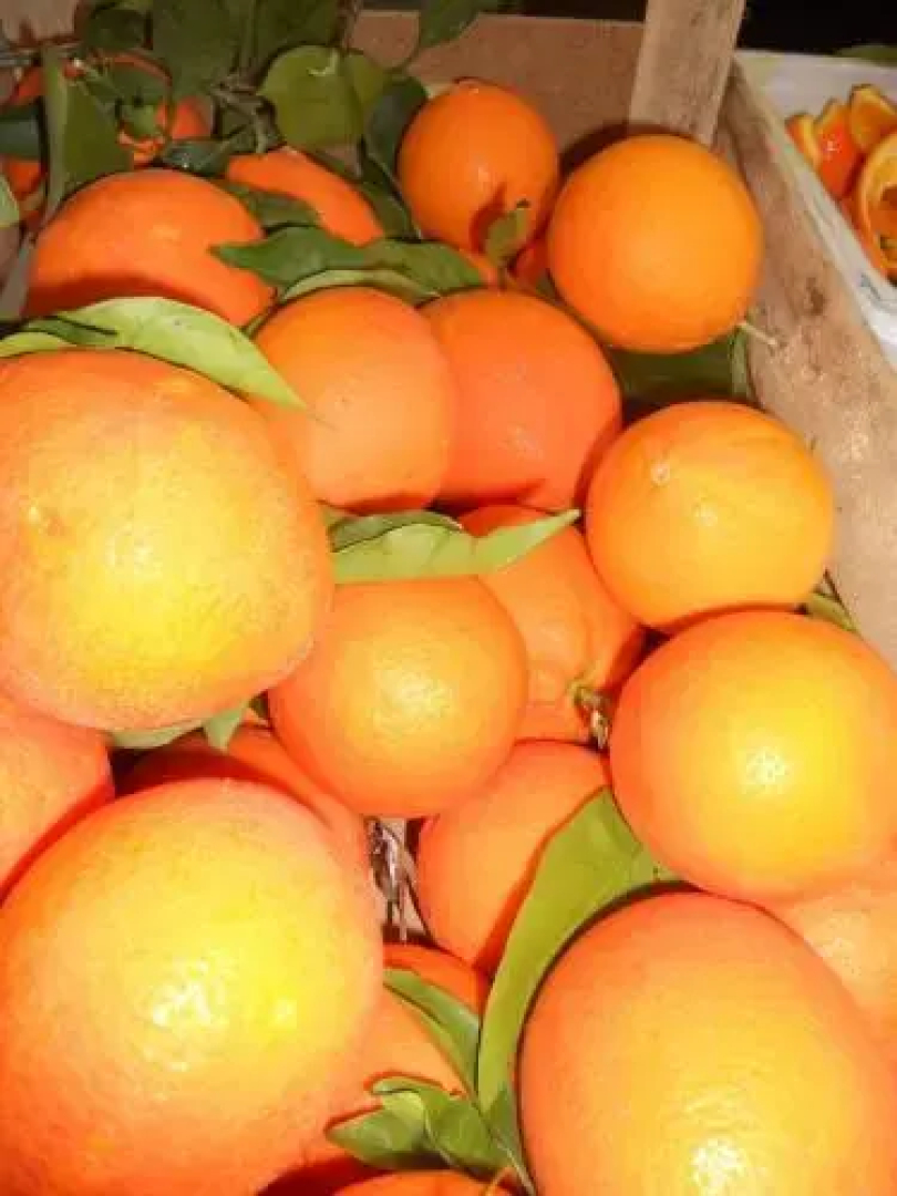 Tocchi Di Puglia