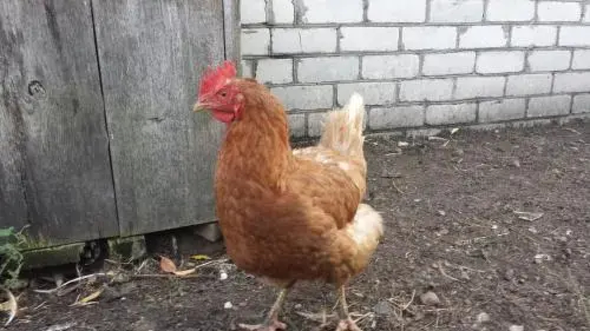 Imperija