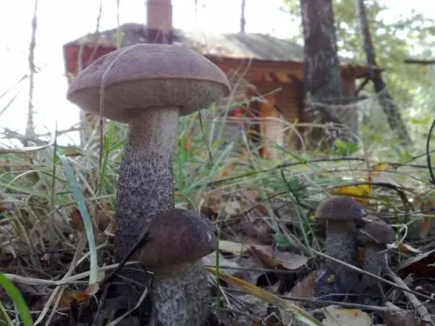 Заезд Зубачи 