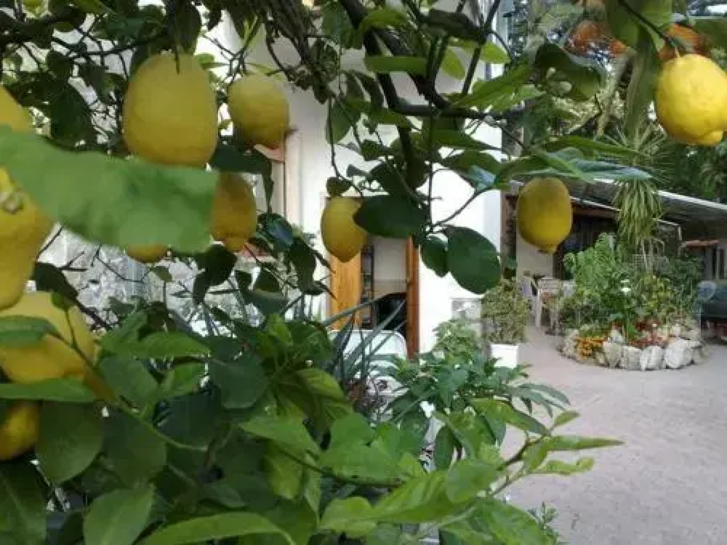 LAlbero delle Fate