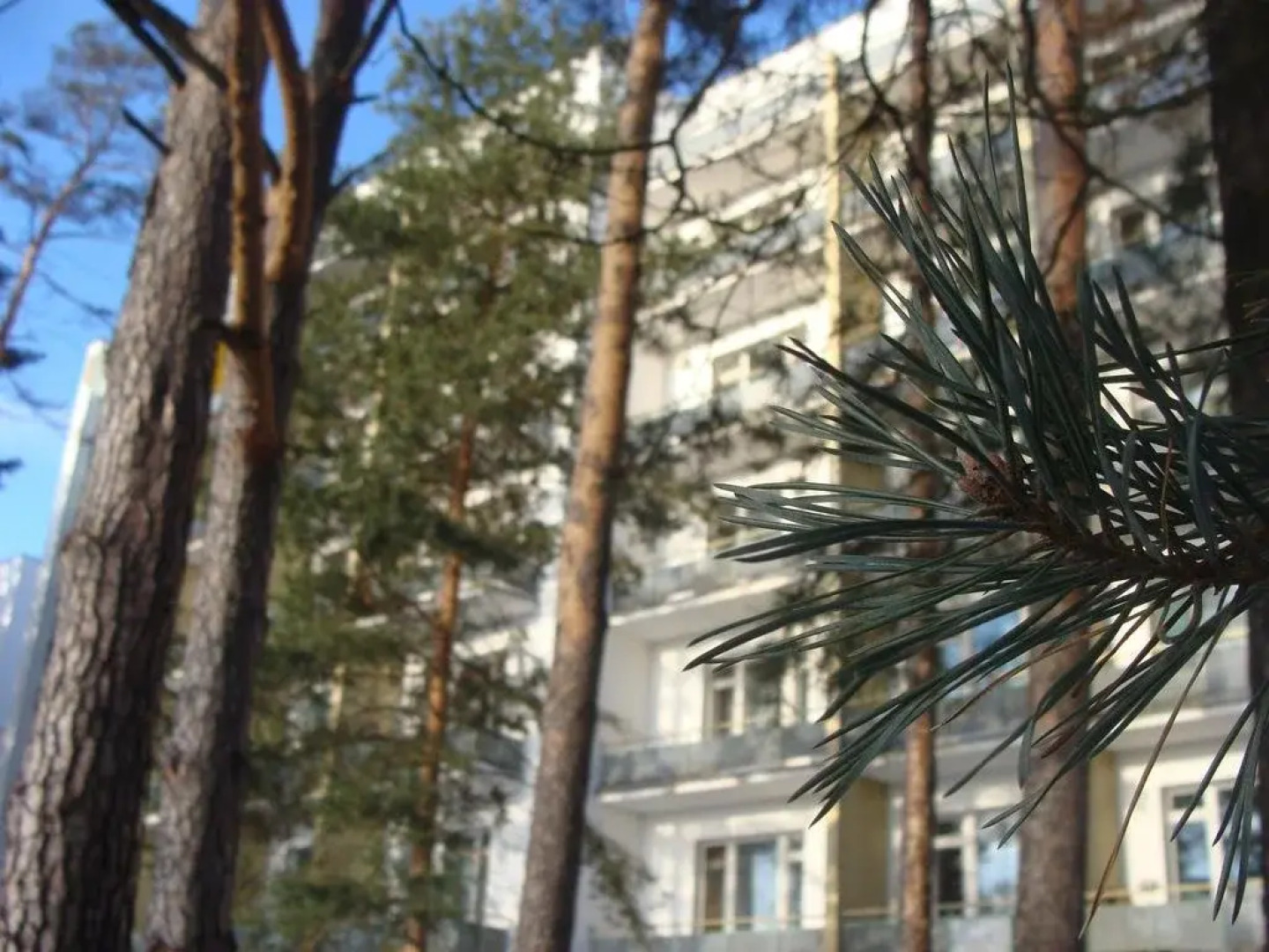 Сосны
