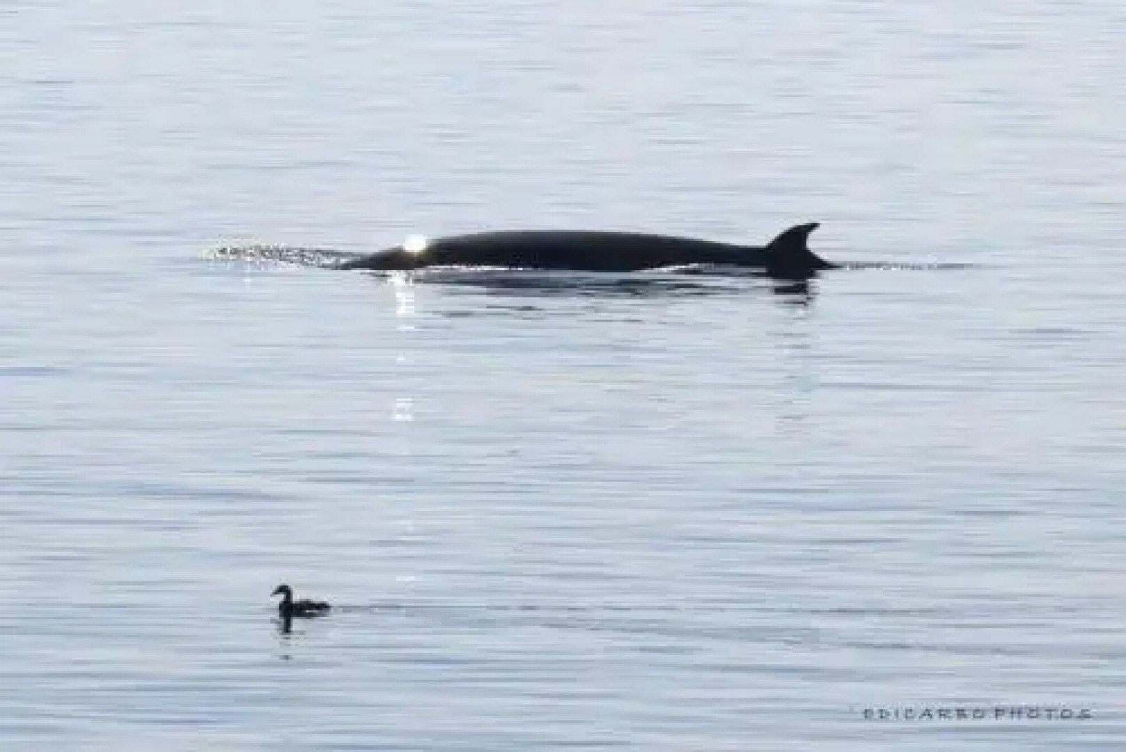 Chalet Le Refuge du Pêcheur