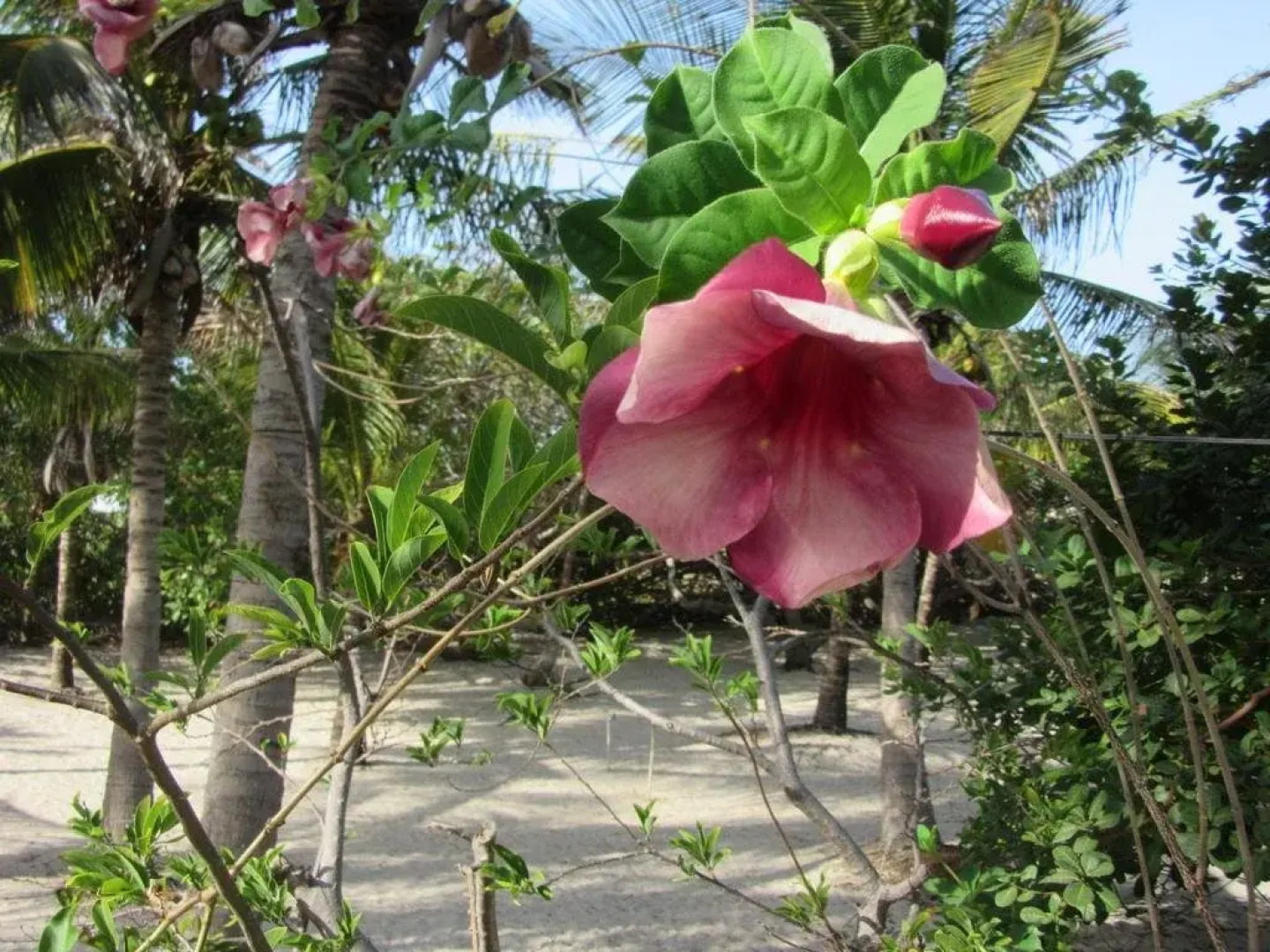 Pousada Flamboyant