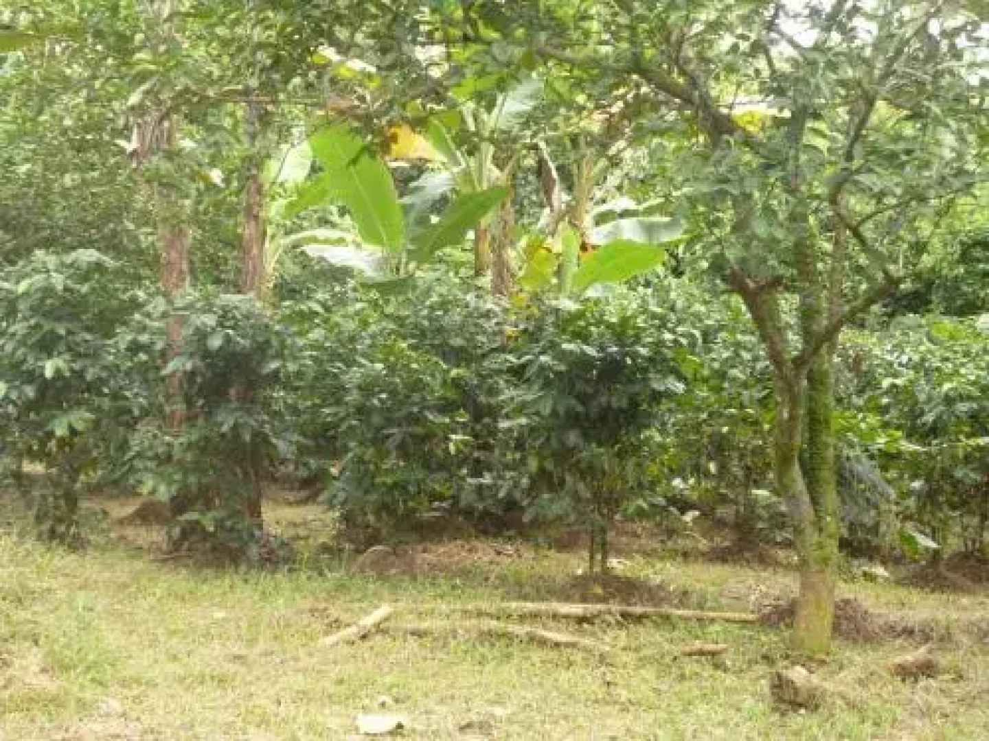 Finca Iza