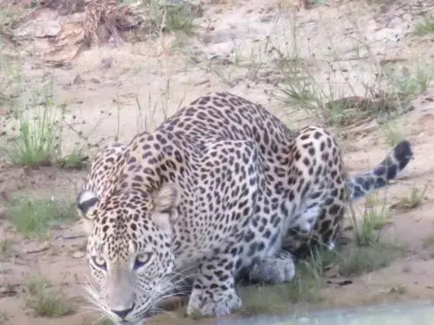 Ruhunu Safari Camping