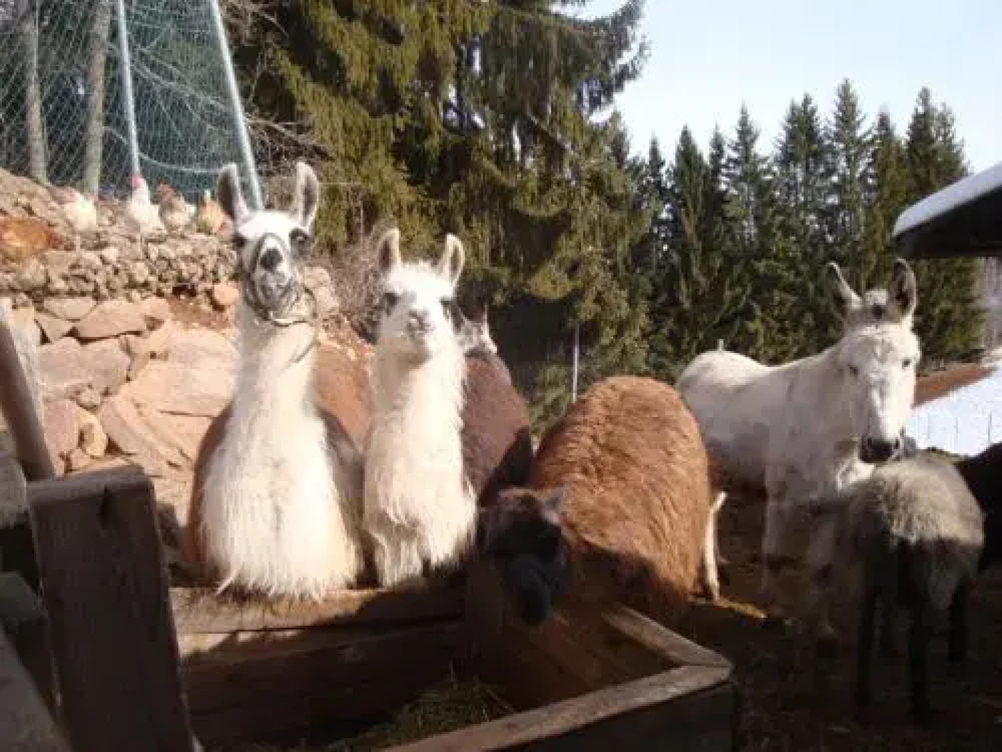 Schupferhof