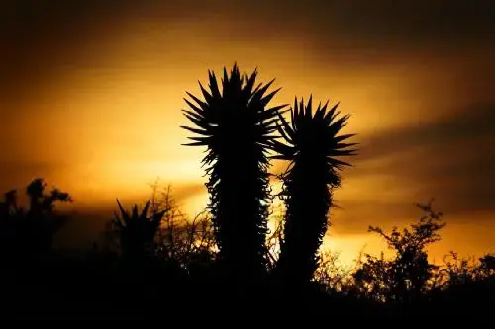 Addo Palace Bush Huts