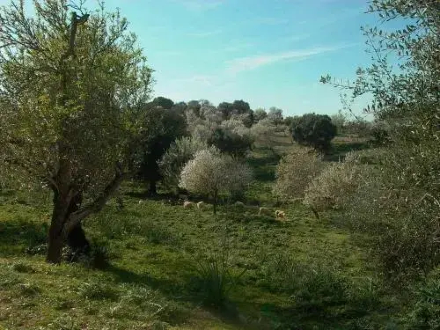 Finca Son Flor