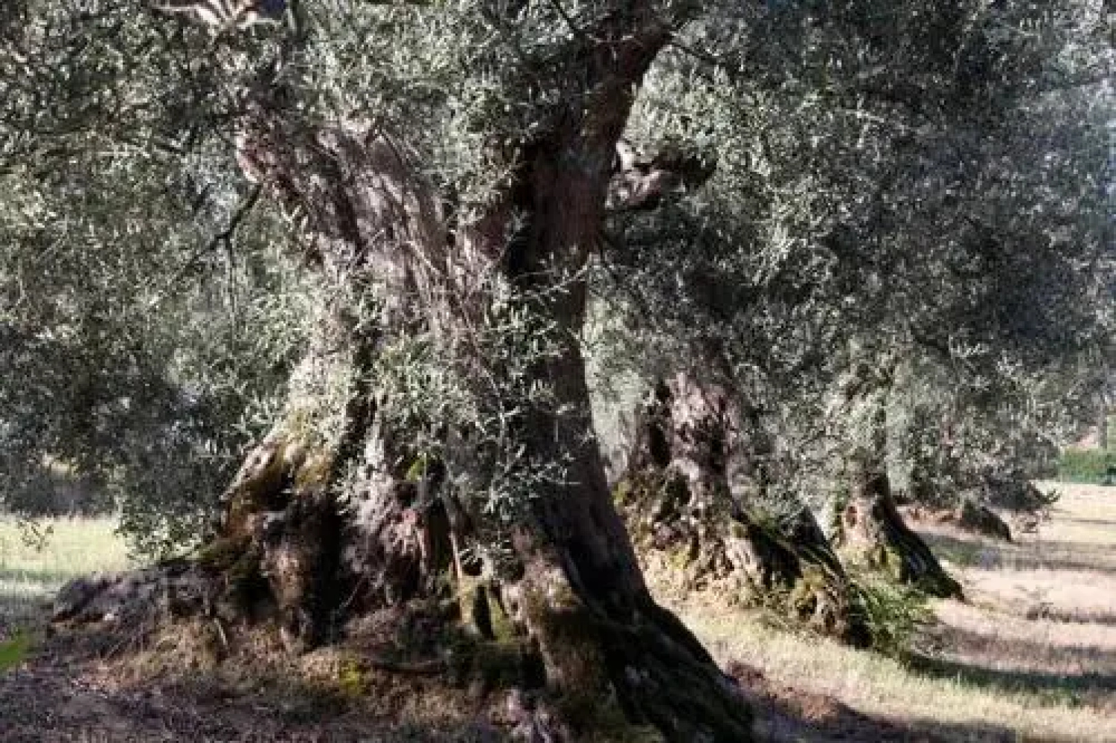 Romitorio di Castiglione del Lago