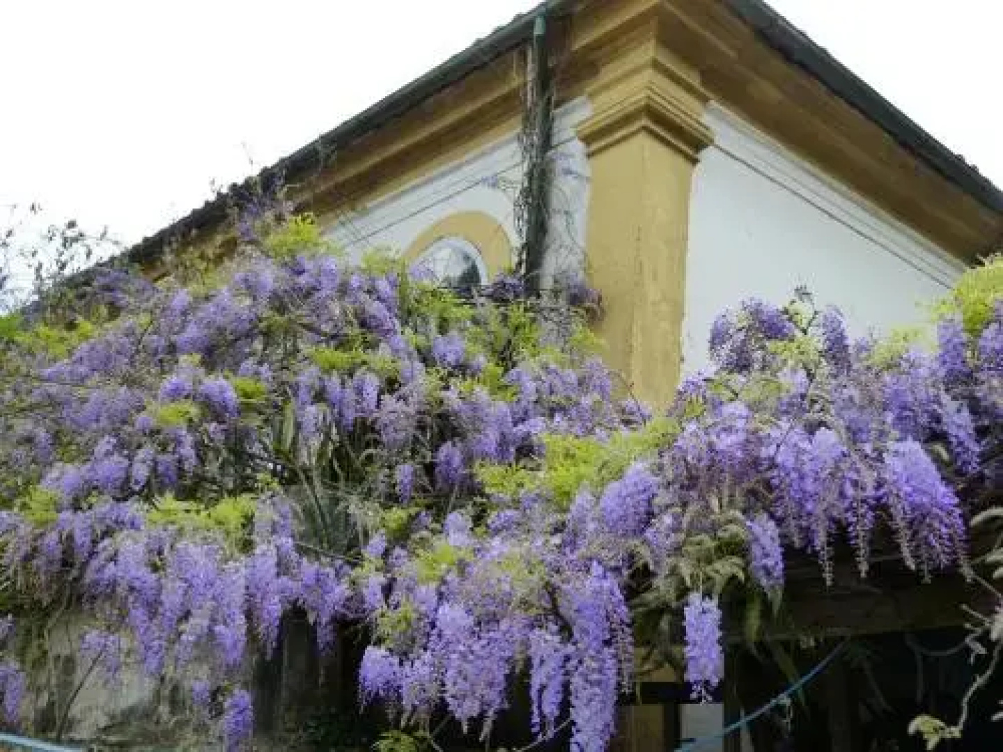 Pouso das Glicínias - B&B