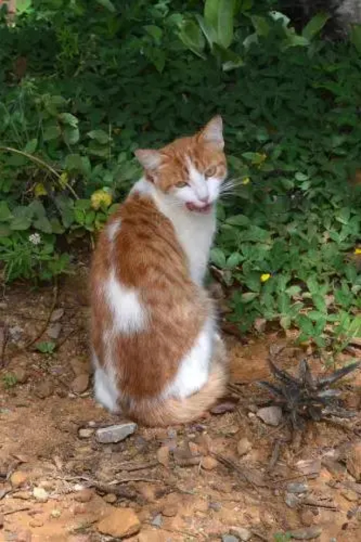 Zuasinca