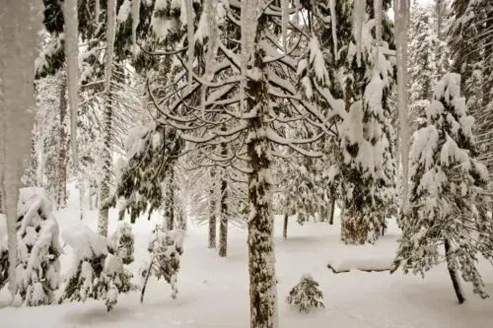 Pinecrest Chalet