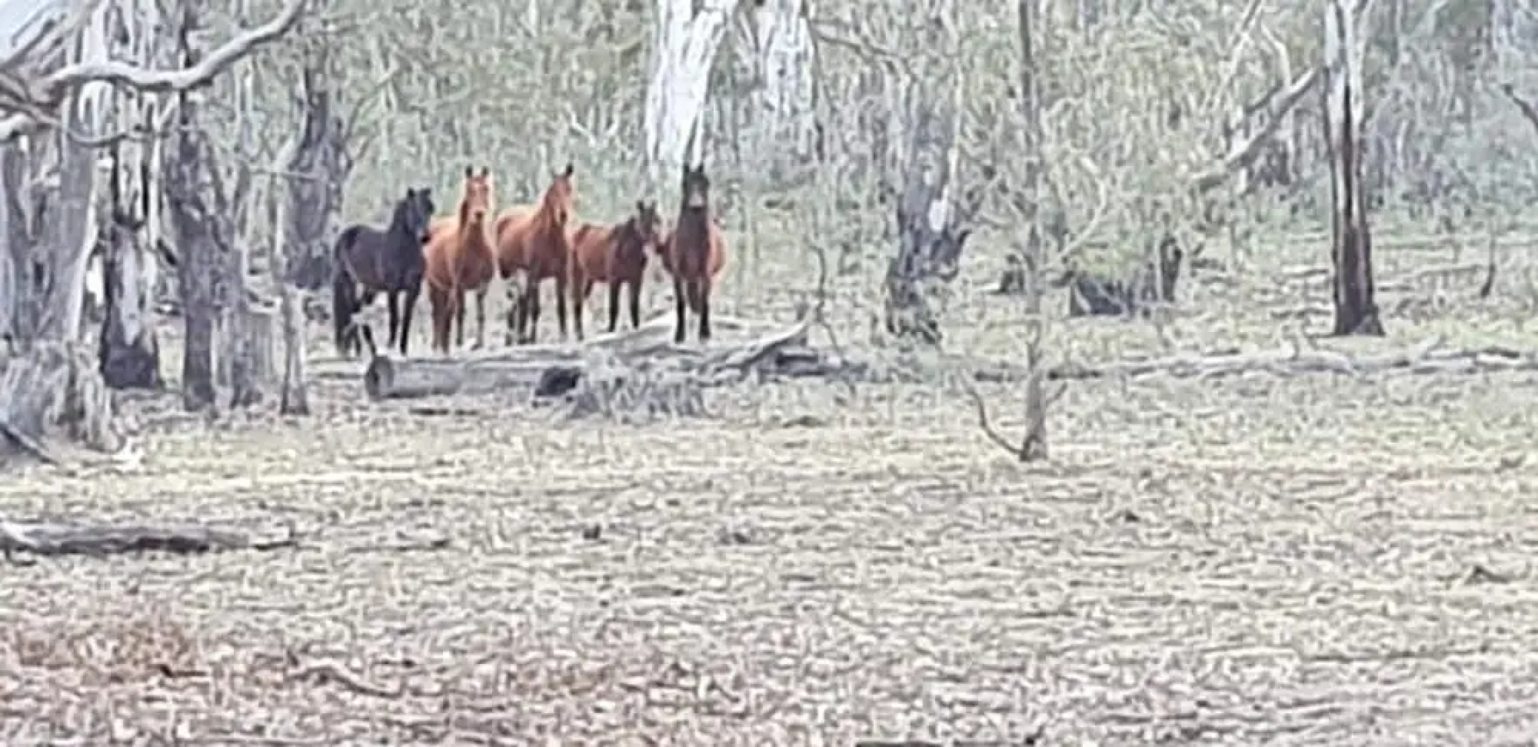 Barmah Bridge Caravan Park