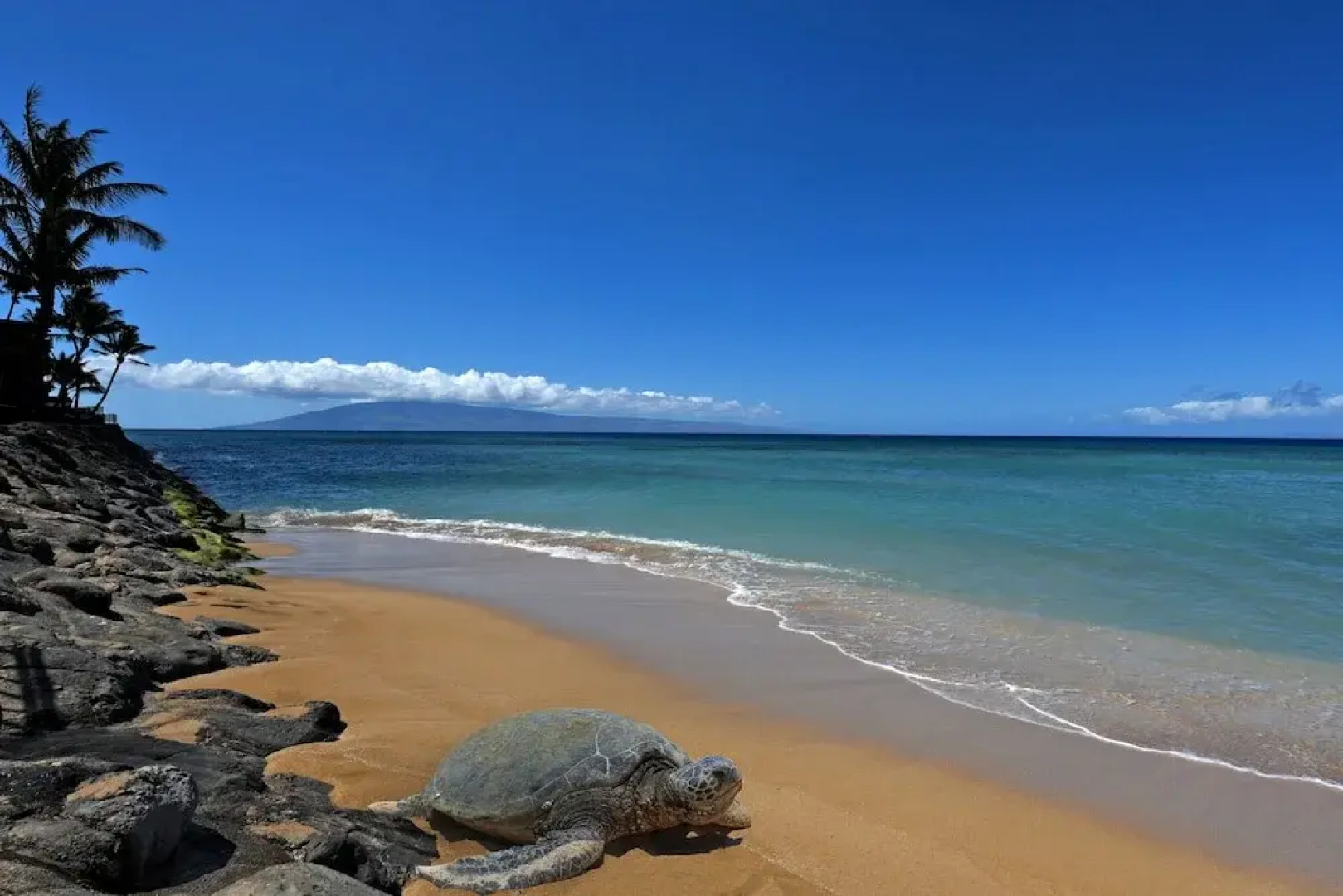 Lokelani A203 by RedAwning