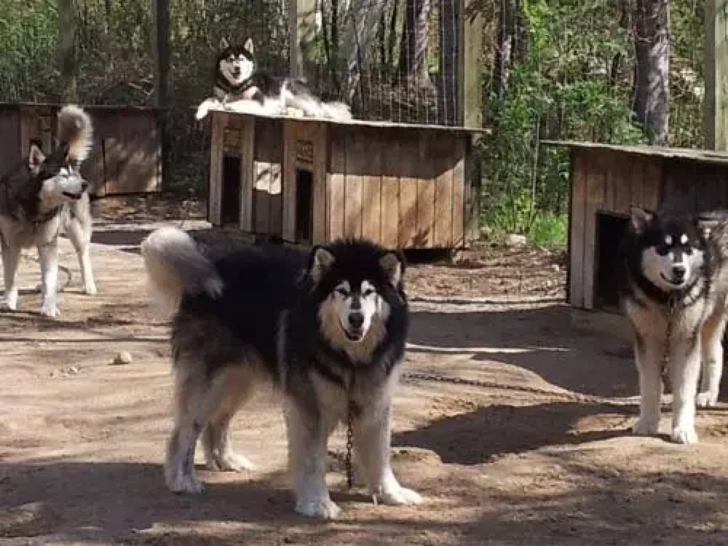 Grangette Entre Chiens et Loups