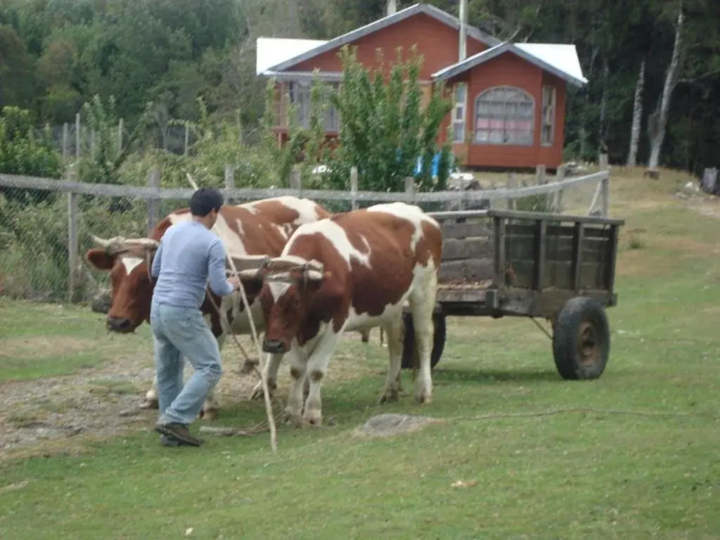 Cabañas Los Coihues