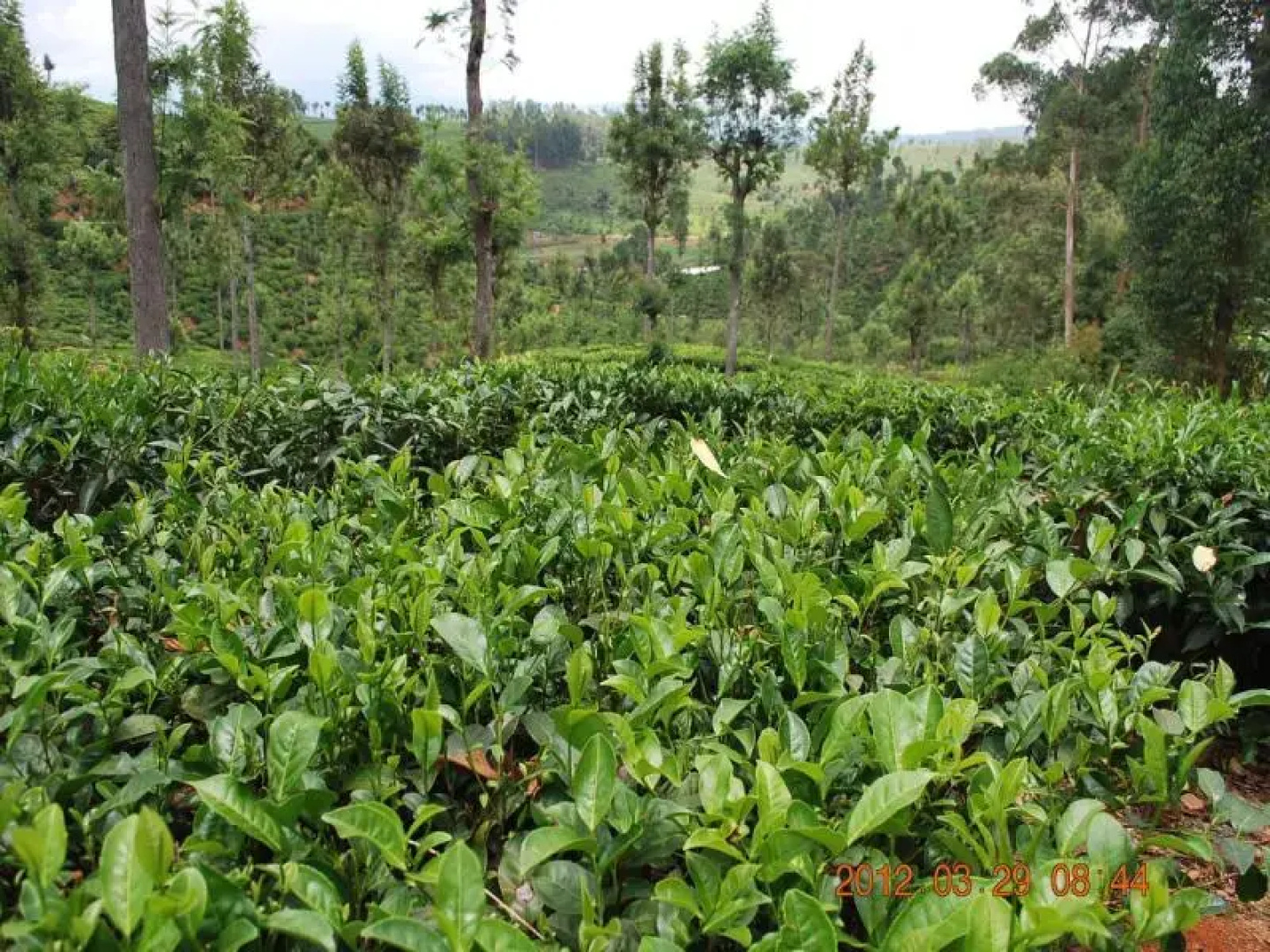 Ranmal Tea Plantation Bungalow