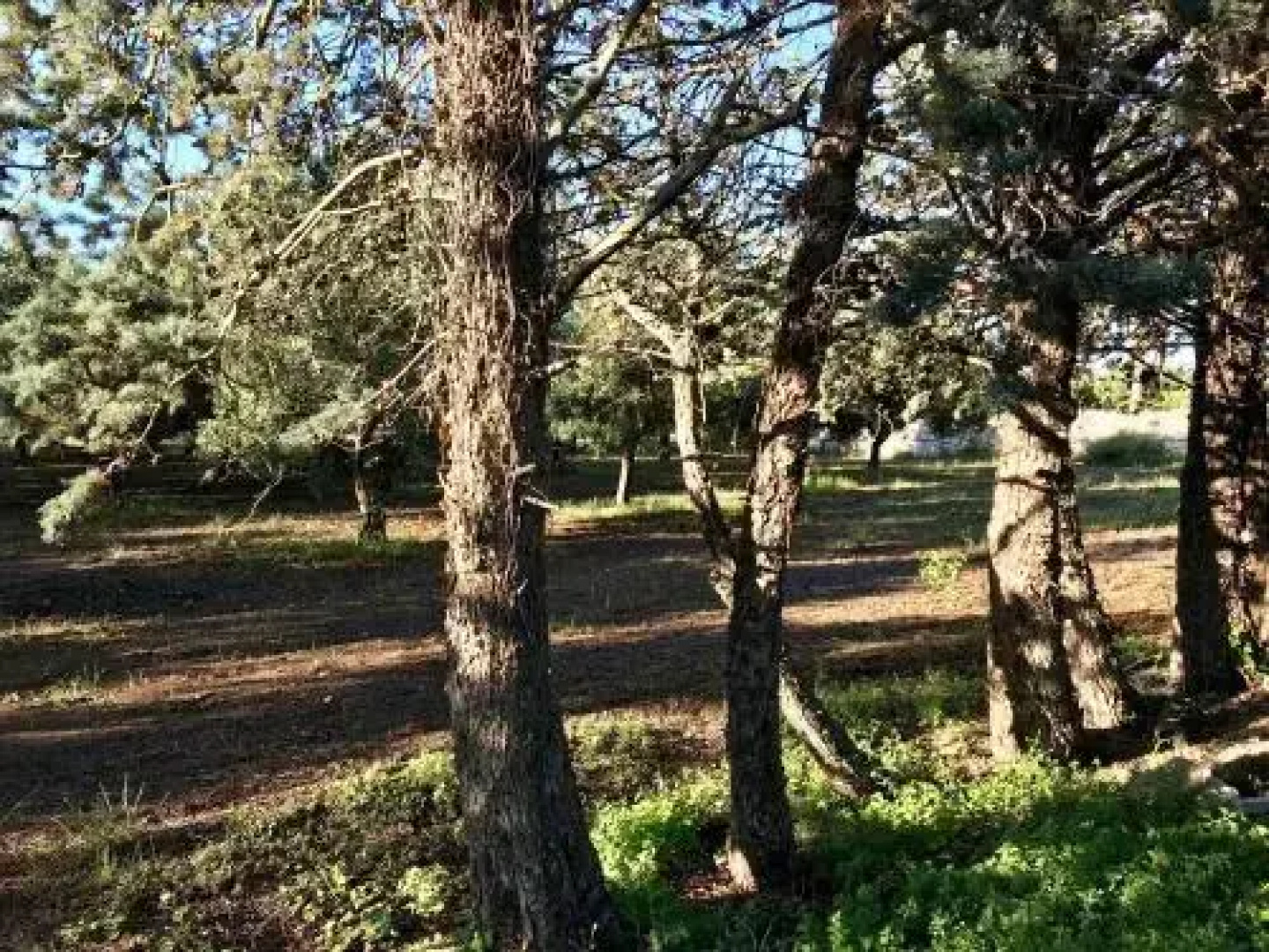 Tenuta Mirabolano