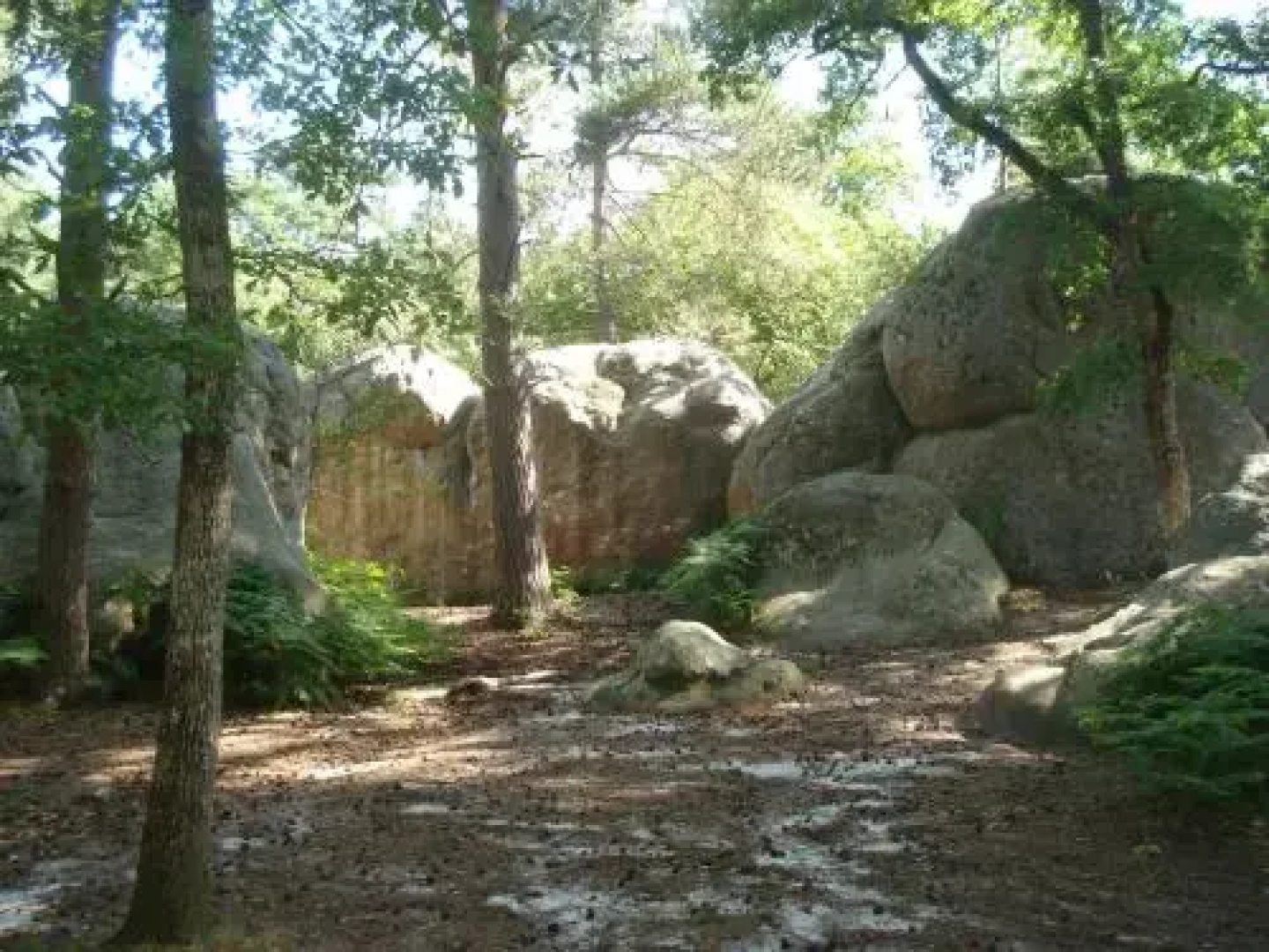 Les Prémices De La Forêt