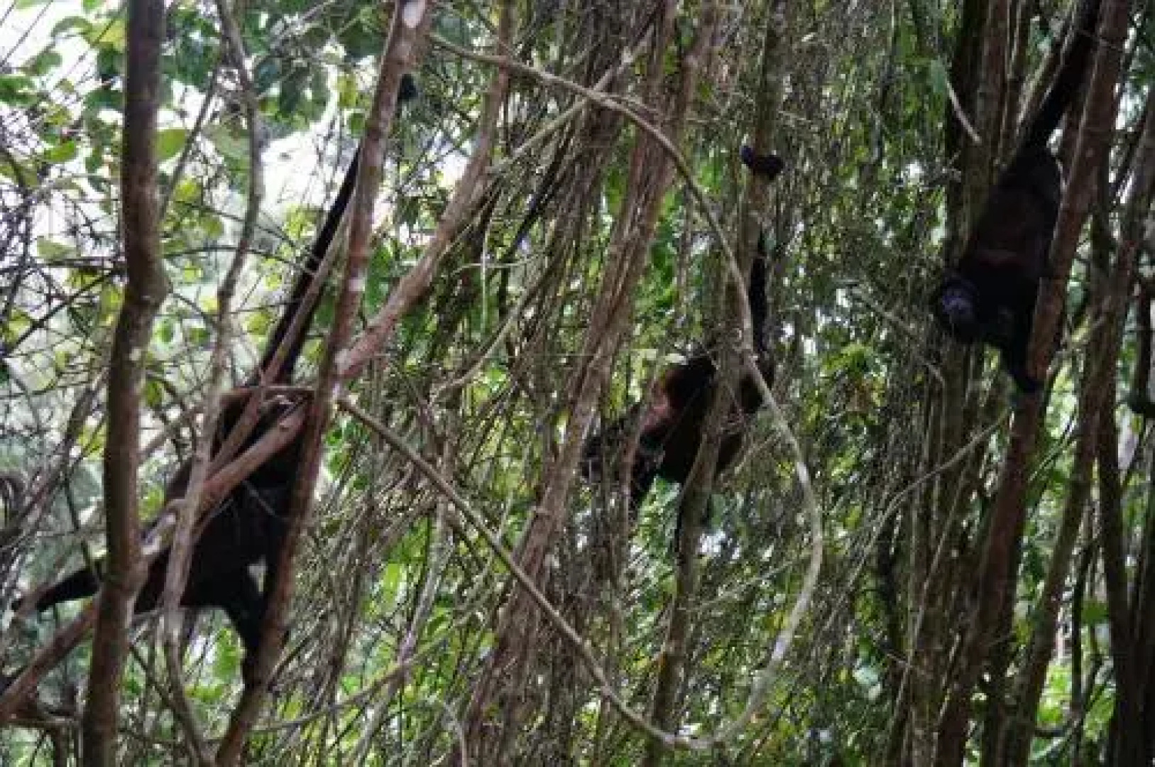 Casa Del Mar Beachfront Manzanillo