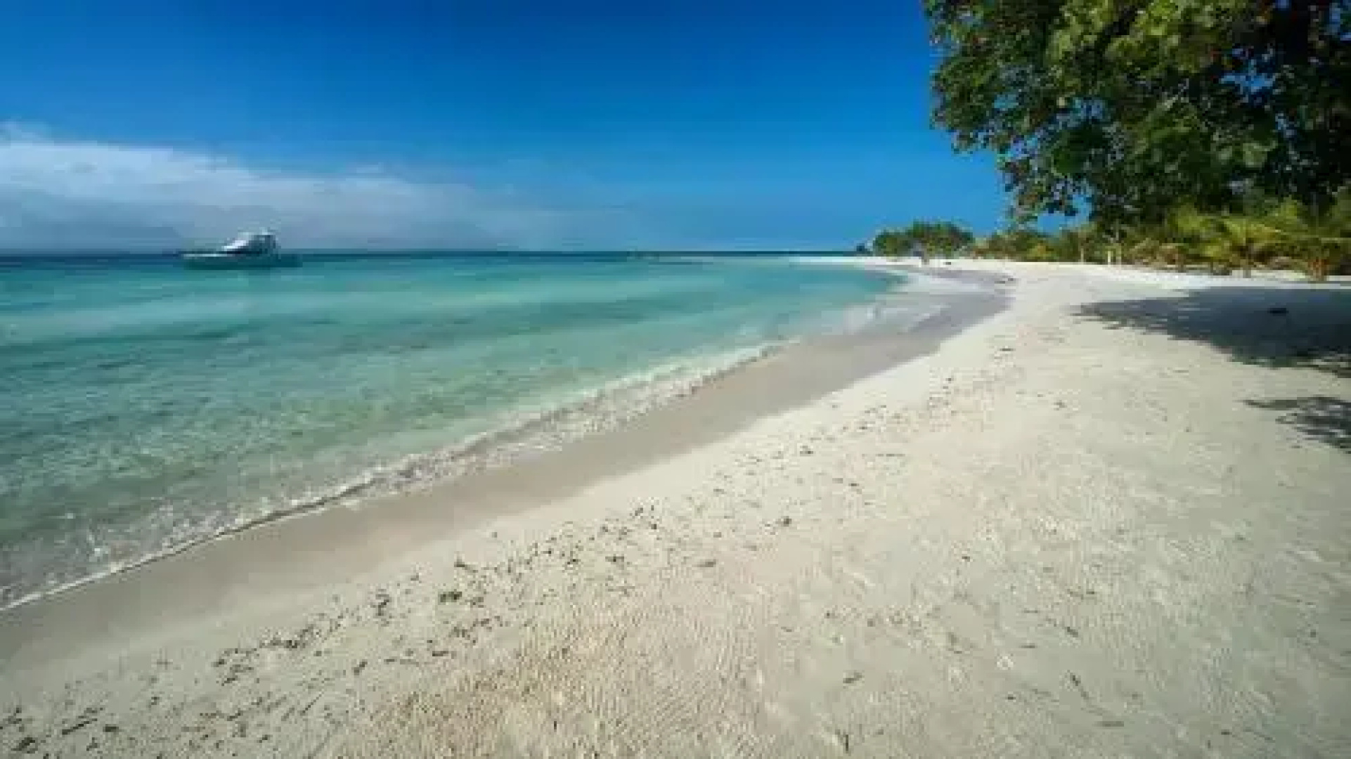 Wild Orchid Belize