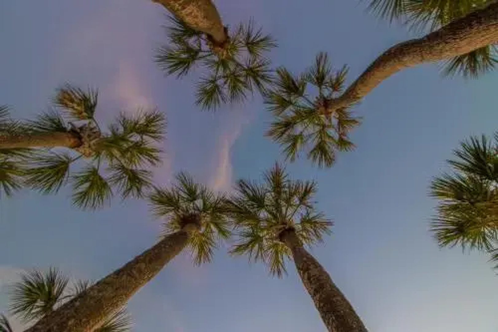 Palm Isle 3210