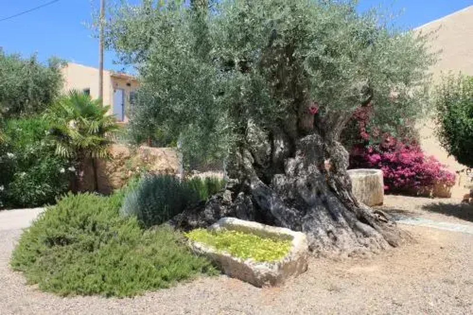 Mas Teodoro
