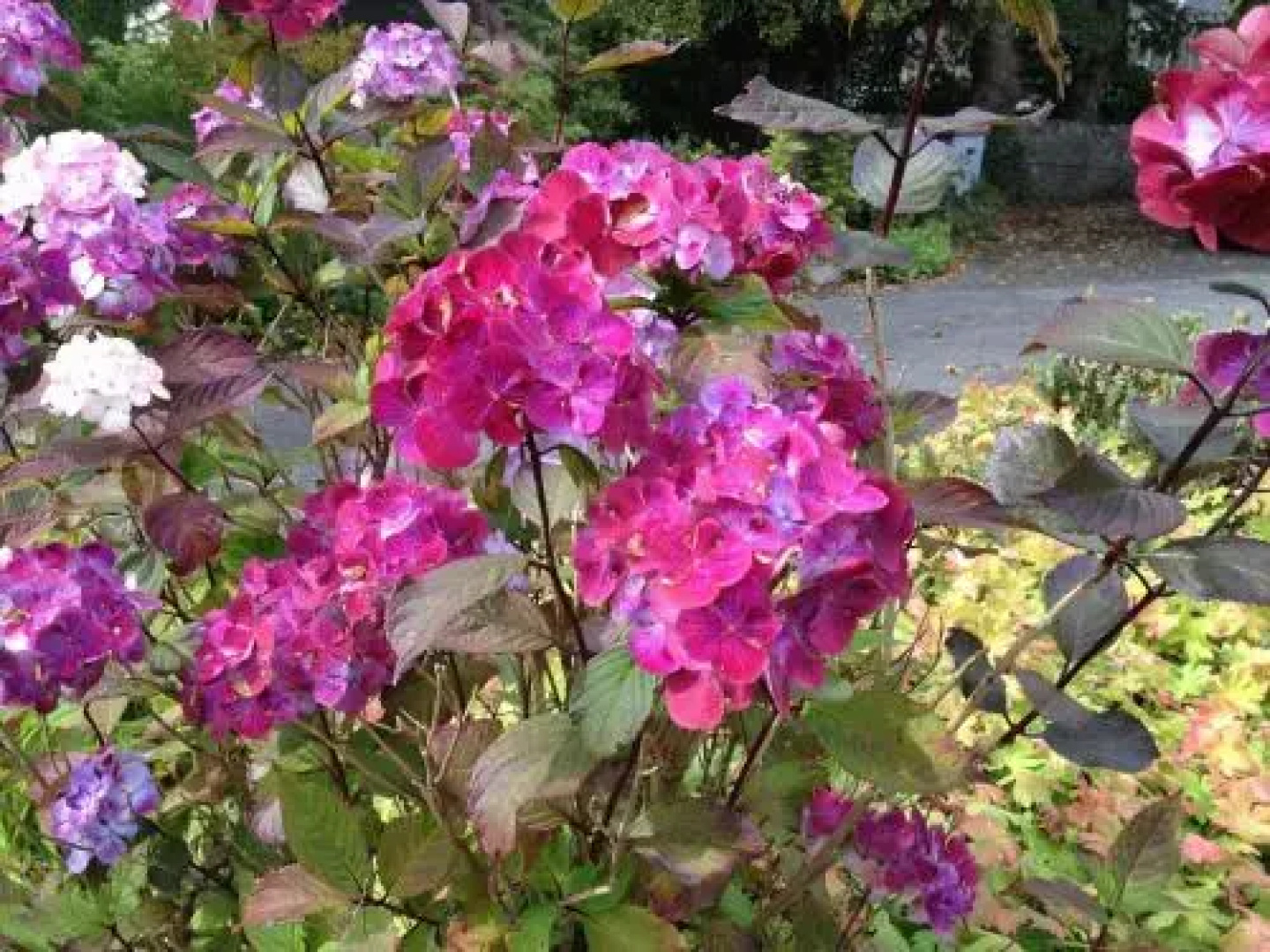 Willows B&B