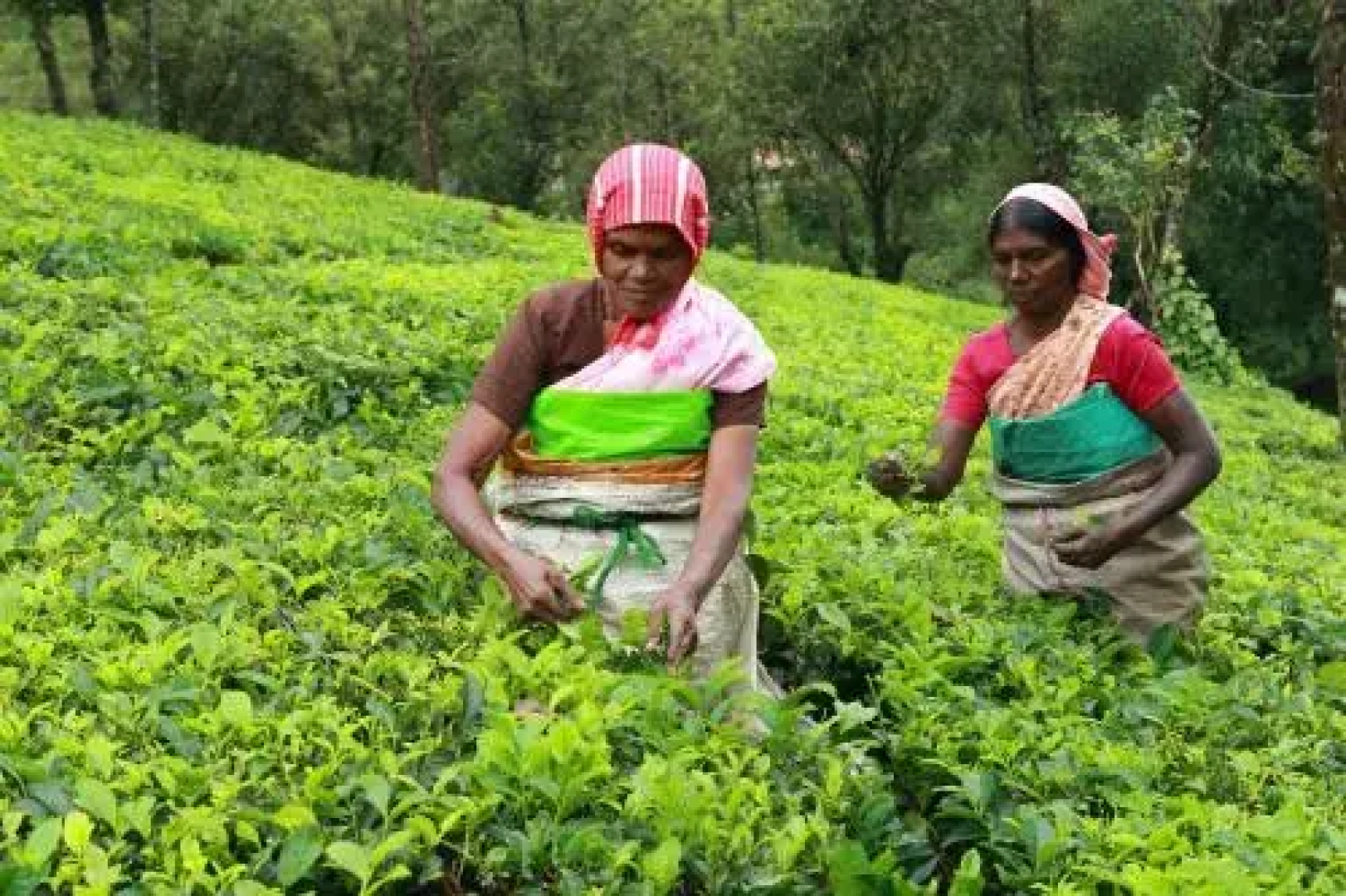 Misty Mountain Experience