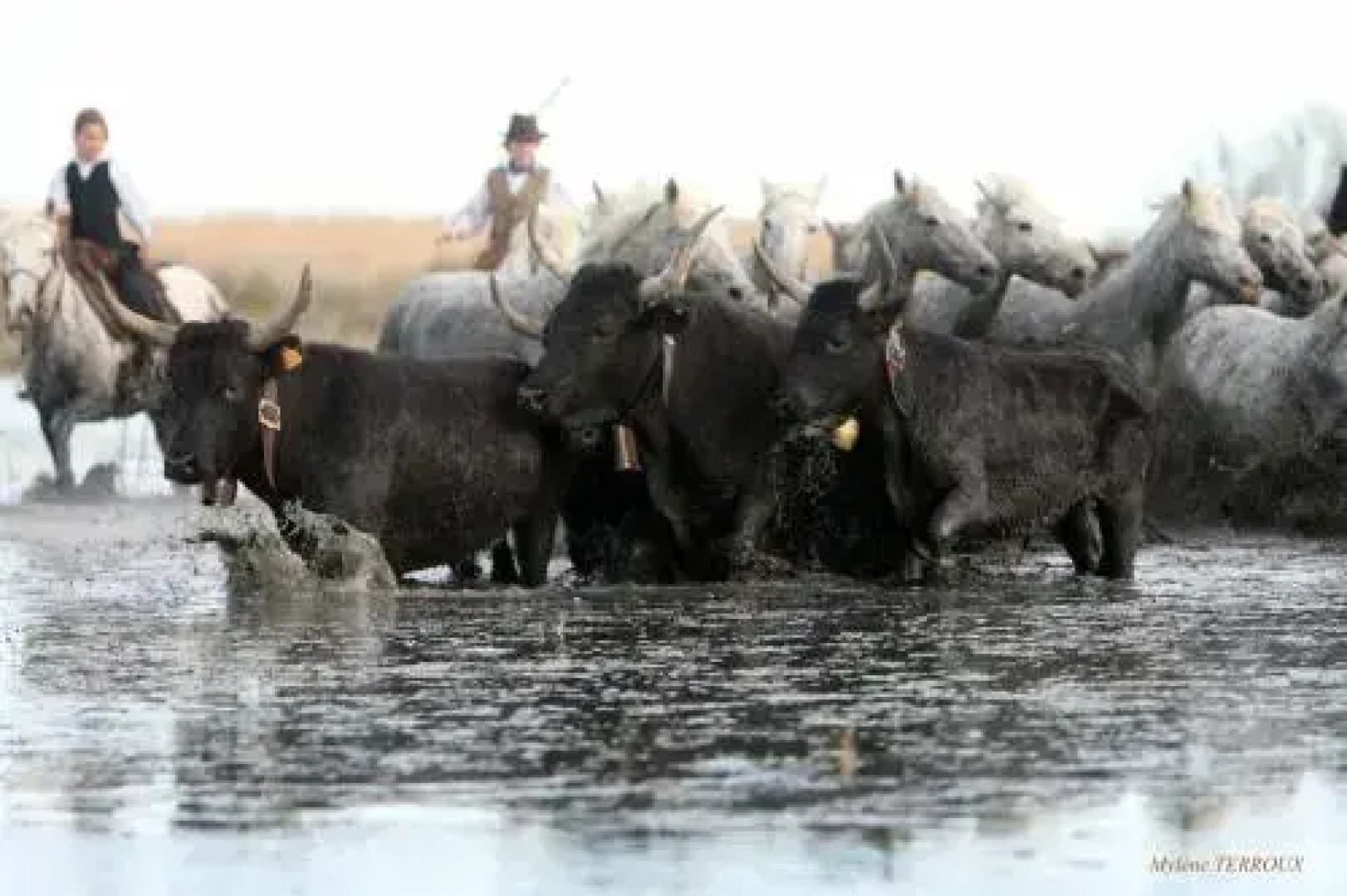 Mas Du Pont De Laute