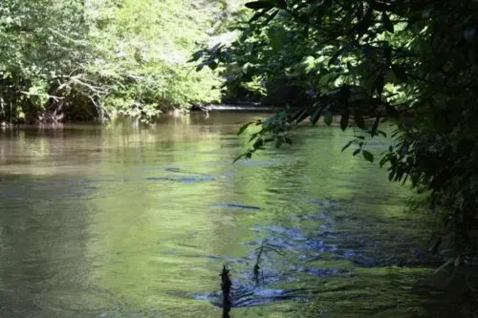 Rising Trout